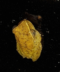 Dendropsophus microcephalus