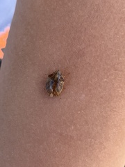 Sphyrocoris obliquus