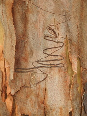 Angophora leiocarpa