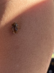 Sphyrocoris obliquus