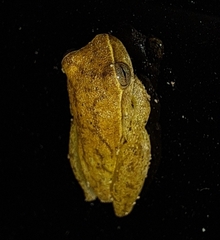Dendropsophus microcephalus