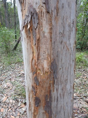 Angophora leiocarpa