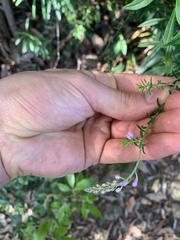Comesperma ericinum