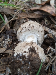 Amanita farinacea