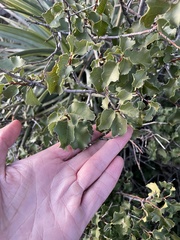 Prunus ilicifolia ilicifolia