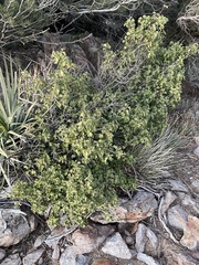 Prunus ilicifolia ilicifolia