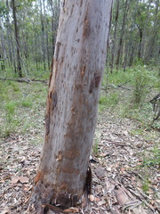 Angophora leiocarpa