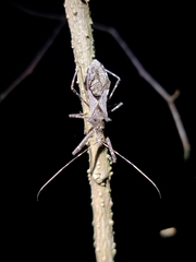 Reduviidae