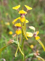 Diuris tricolor
