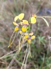 Diuris tricolor
