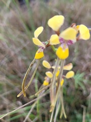 Diuris tricolor