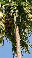 Areca catechu