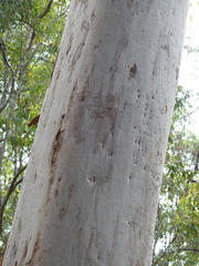 Angophora leiocarpa