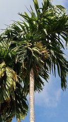 Areca catechu