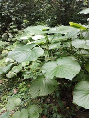 Piper umbellatum