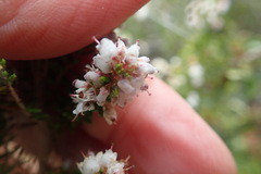 Erica scabriuscula