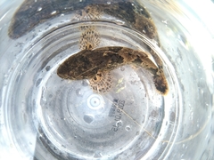 Odontobutis obscurus
