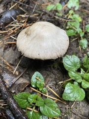 Leucoagaricus barssii