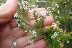 Erica scabriuscula