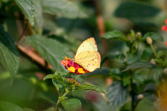 Abaeis salome jamapa