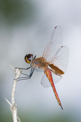 Tramea insularis