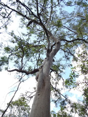 Angophora leiocarpa
