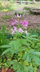 Cleome houtteana