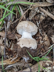 Amanita farinacea