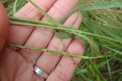 Eragrostis curvula