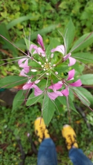 Cleome houtteana