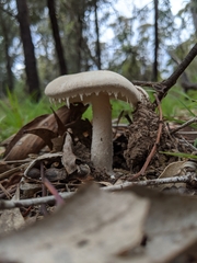 Amanita farinacea