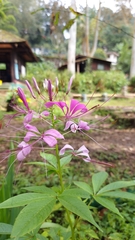 Cleome houtteana
