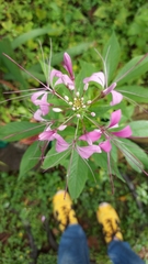 Cleome houtteana