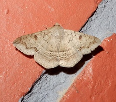 Ericeia pertendens
