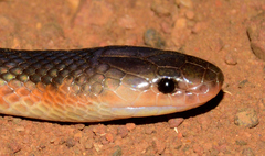 Cryptophis pallidiceps