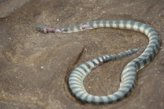 Hydrophis schistosus