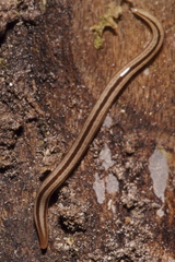 Australopacifica