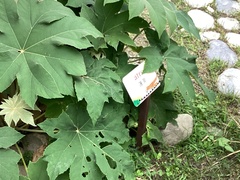 Tetrapanax
