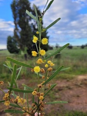 Acacia ausfeldii