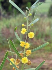 Acacia ausfeldii