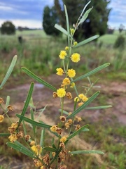 Acacia ausfeldii