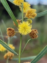 Acacia ausfeldii
