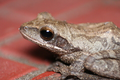 Polypedates maculatus
