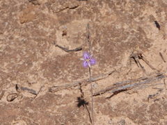 Thysanotus