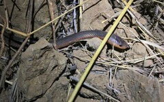 Cryptophis pallidiceps