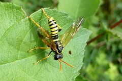 Tenthredo scrophulariae