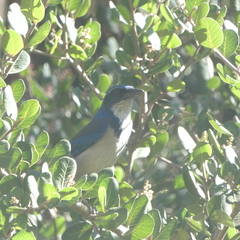 Aphelocoma insularis