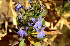 Scaevola browniana