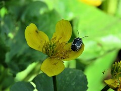 Eurydema