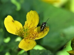 Eurydema